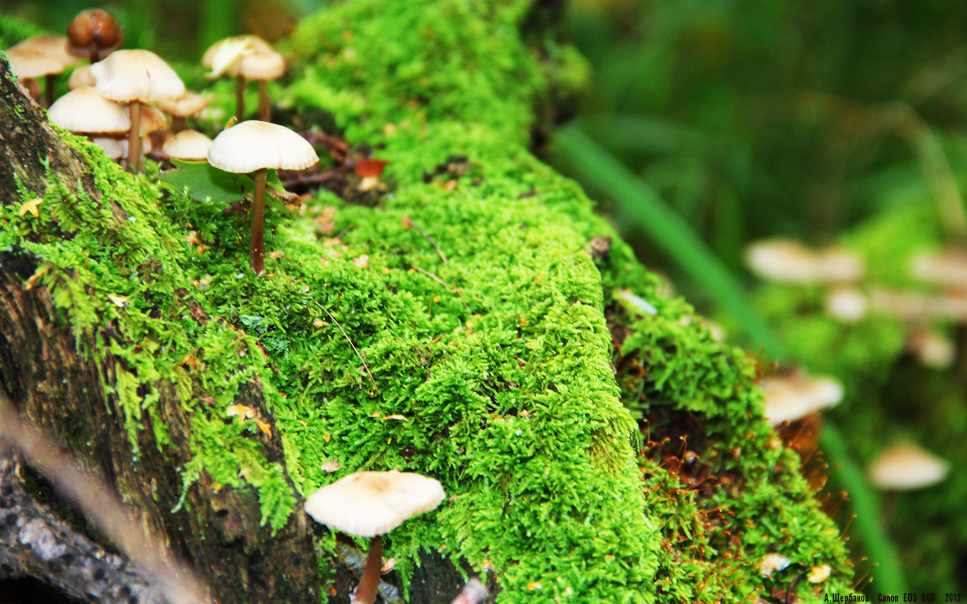 九游-C9晋级LCS季后赛，c9比赛结果