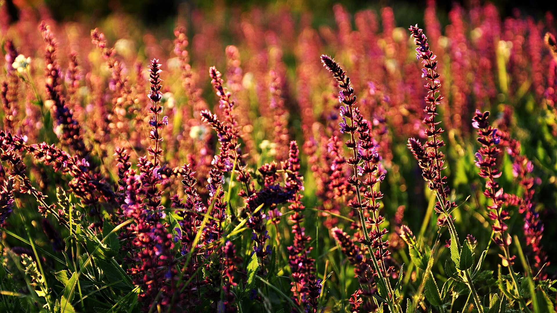 LCS官方赛事制作质量升级,lcs赛区logo