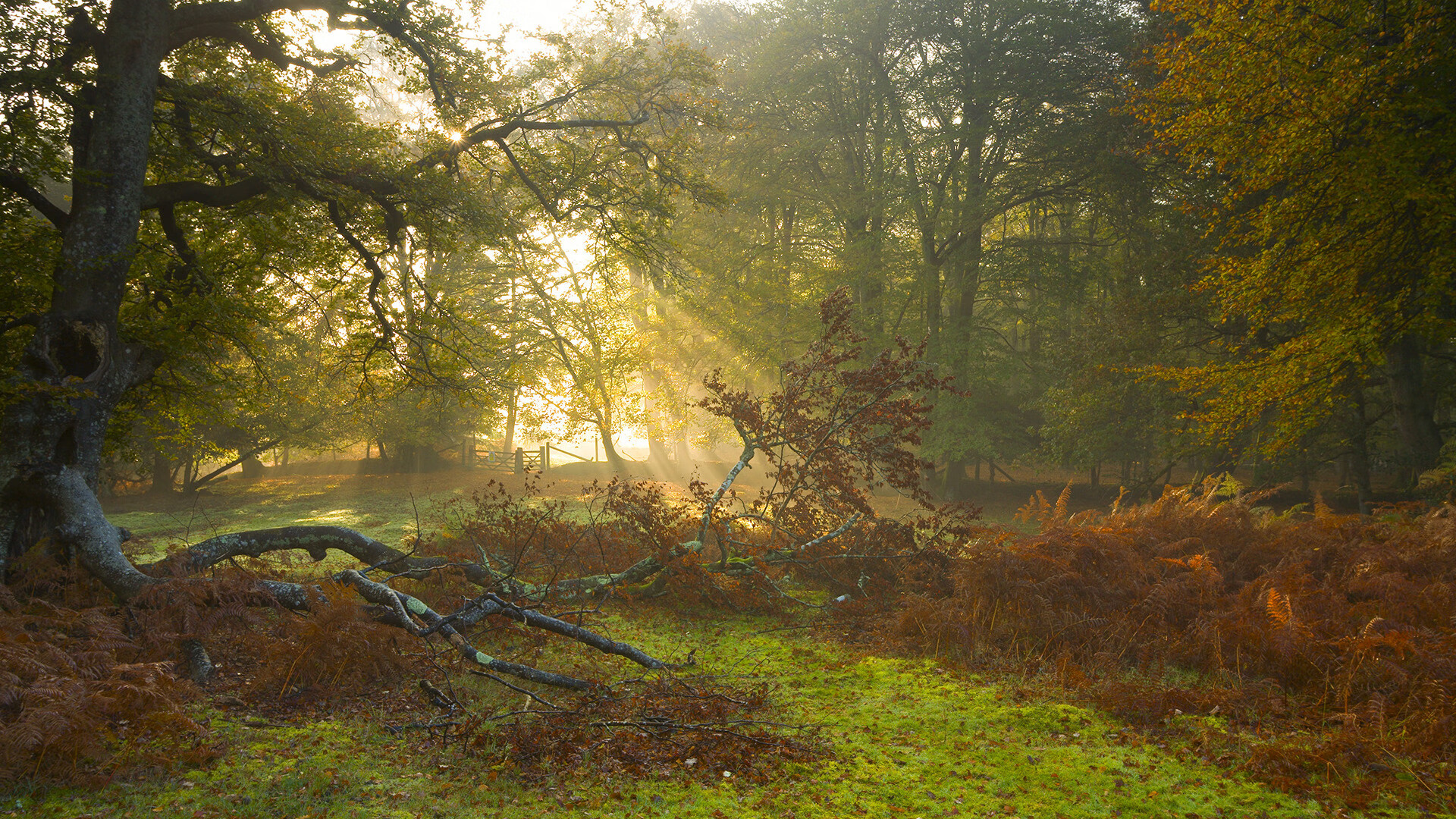 巴尔:他的防守反应速度和精准传球能力让全黑队进攻更具威胁,巴尔什么