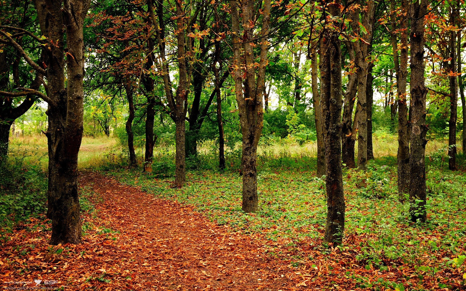 九游app下载-澳大利亚女篮在奥运会中夺冠，实力无法阻挡，2021奥运澳大利亚女篮