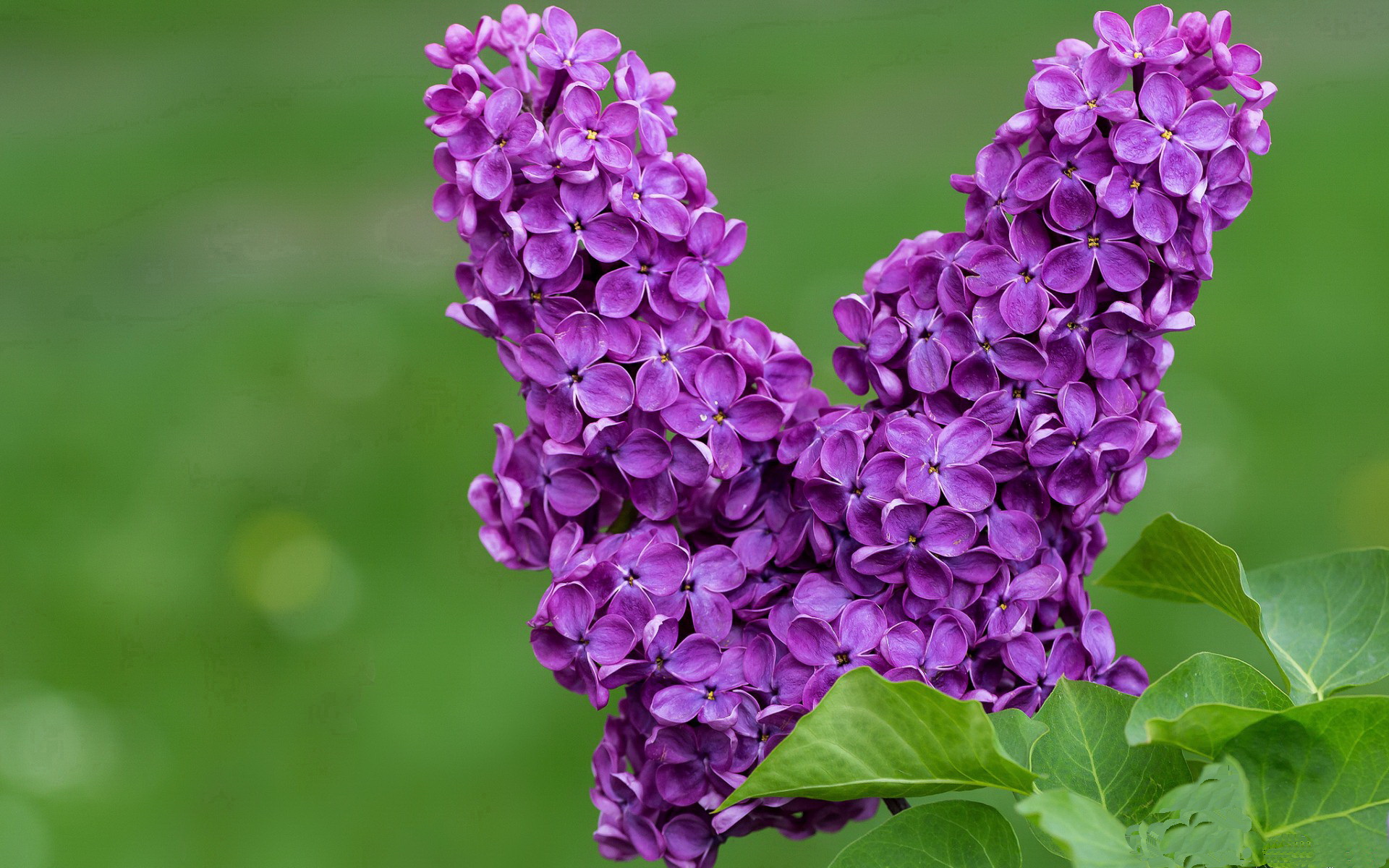 九游游戏-菲律宾男篮在亚洲运动会中赢得金牌，篮球运动再升温
